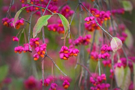 Fruits bright berries