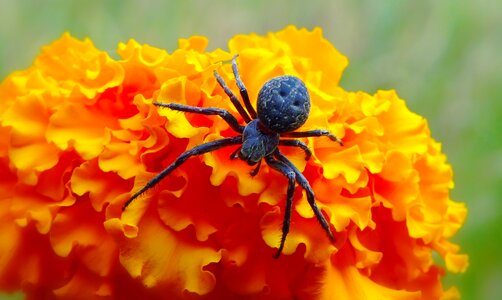 Flower turkish animals