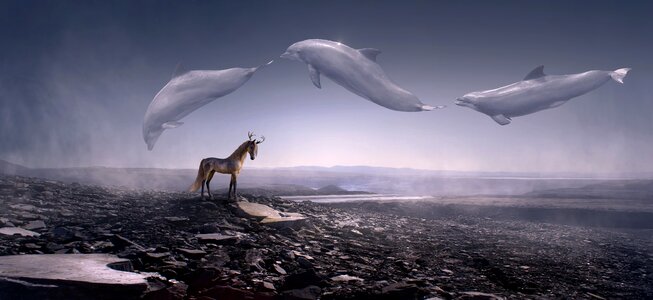 Horse flying weightless