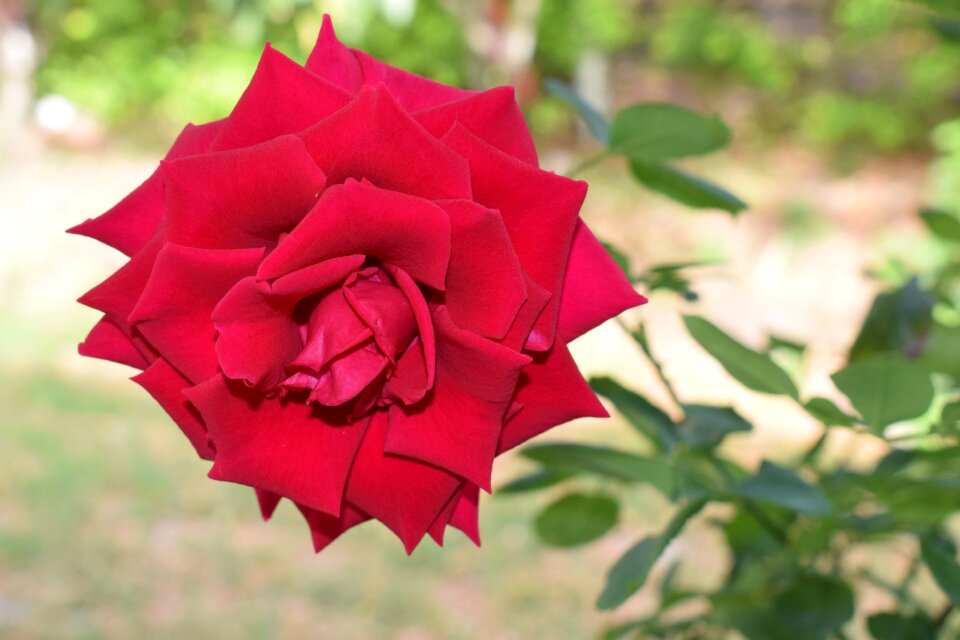 Colombia flowers roses