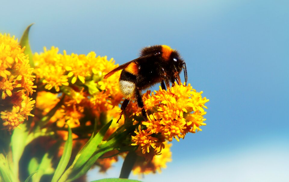 Flower apiformes animals