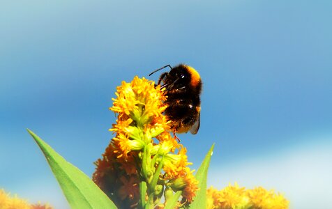 Flower apiformes animals
