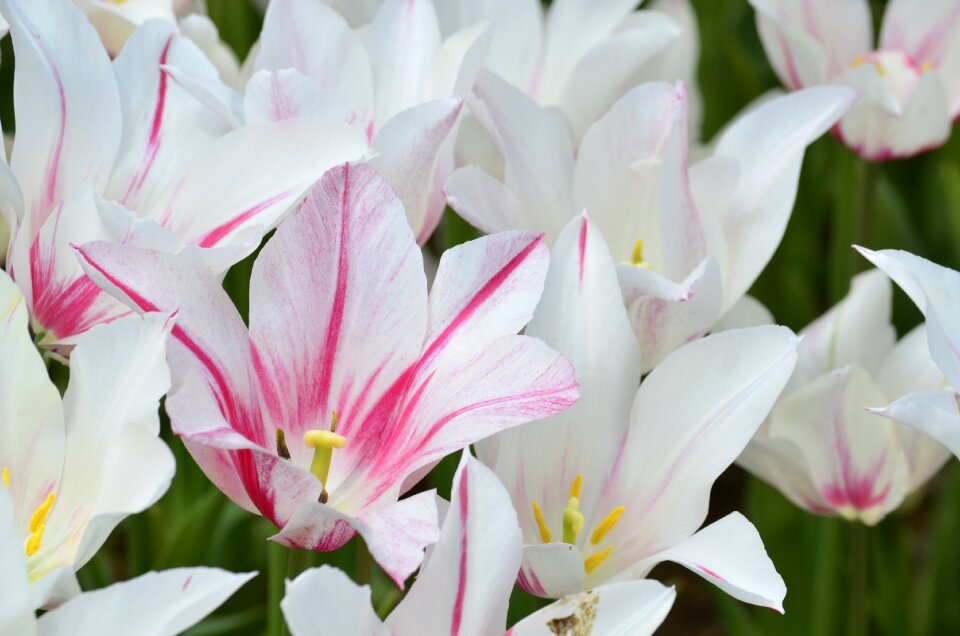 Festival plants flowers