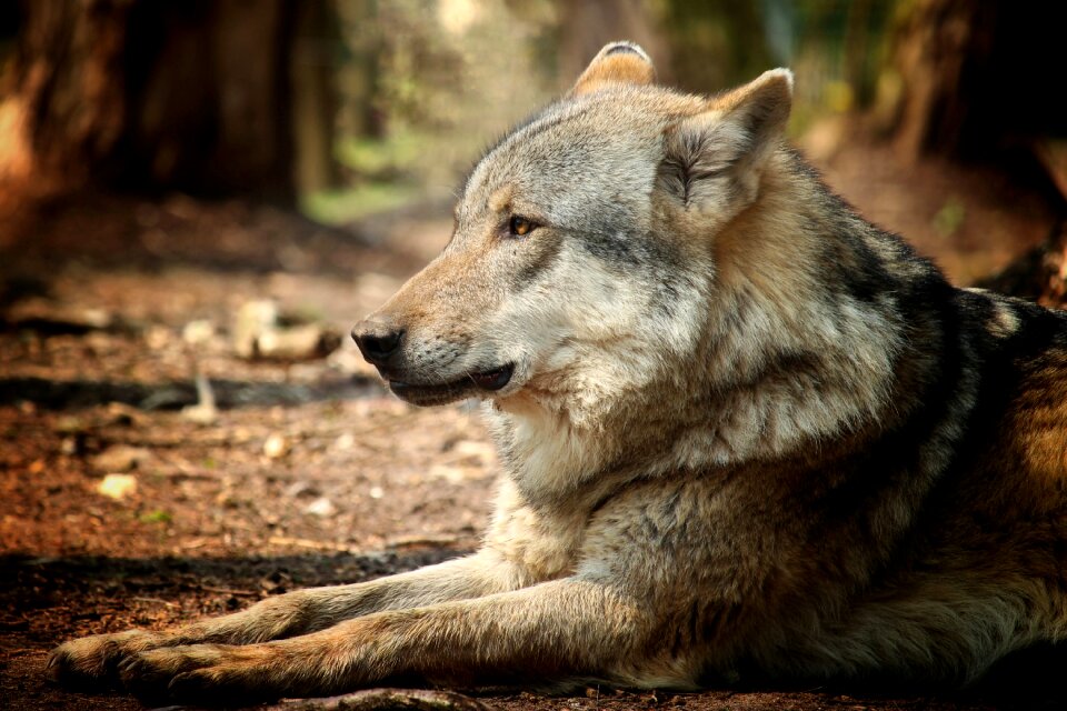 Carnivores nature animal world
