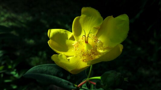 Yellow flower flower medicinal herb photo