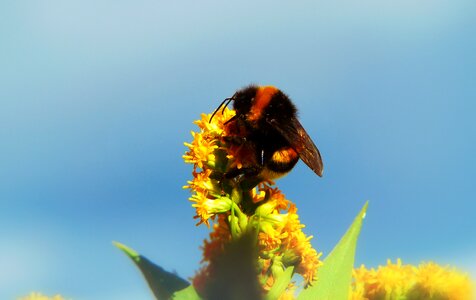 Flower apiformes animals