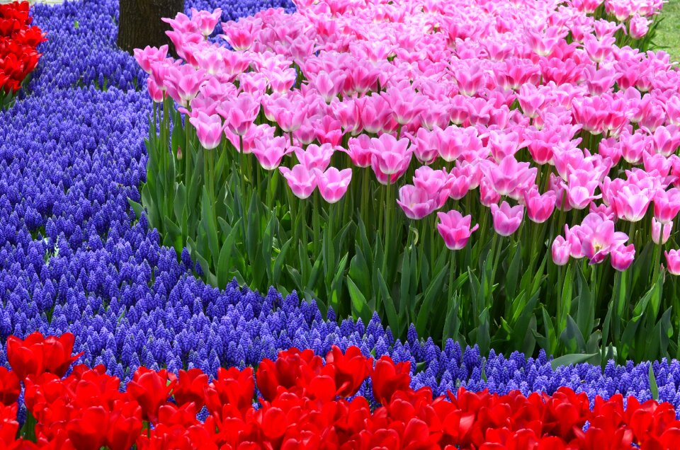 Garden pink festival