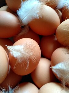 Food poultry eggshell photo