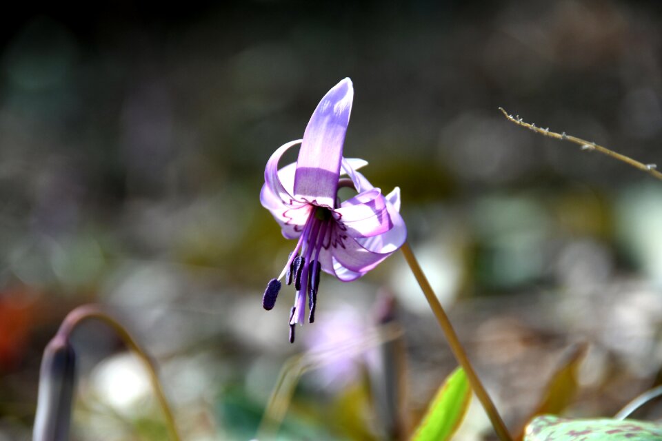 Japanese dog's tooth violet purple karen