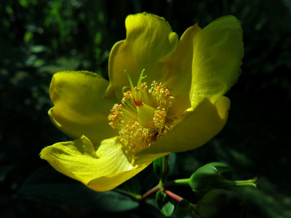 Yellow flower flower medicinal herb