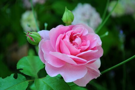 Bloom flower pink rose photo
