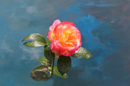 Blossom bloom pink