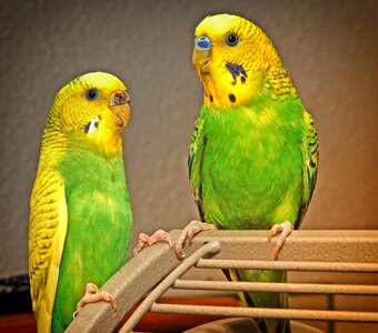 Animal world parakeets pets photo