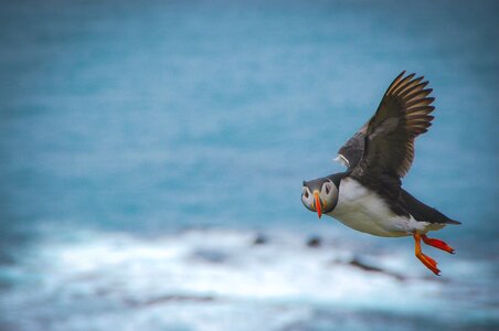 Puffin beak flight photo