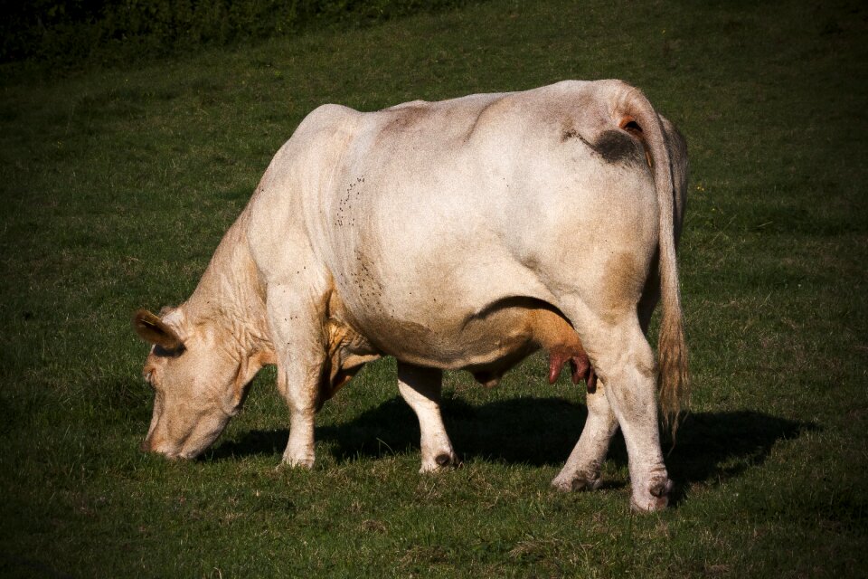 Cattle animal udder