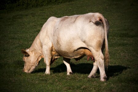 Cattle animal udder - Free photos on creazilla.com