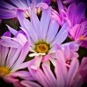 Bloom close up pink