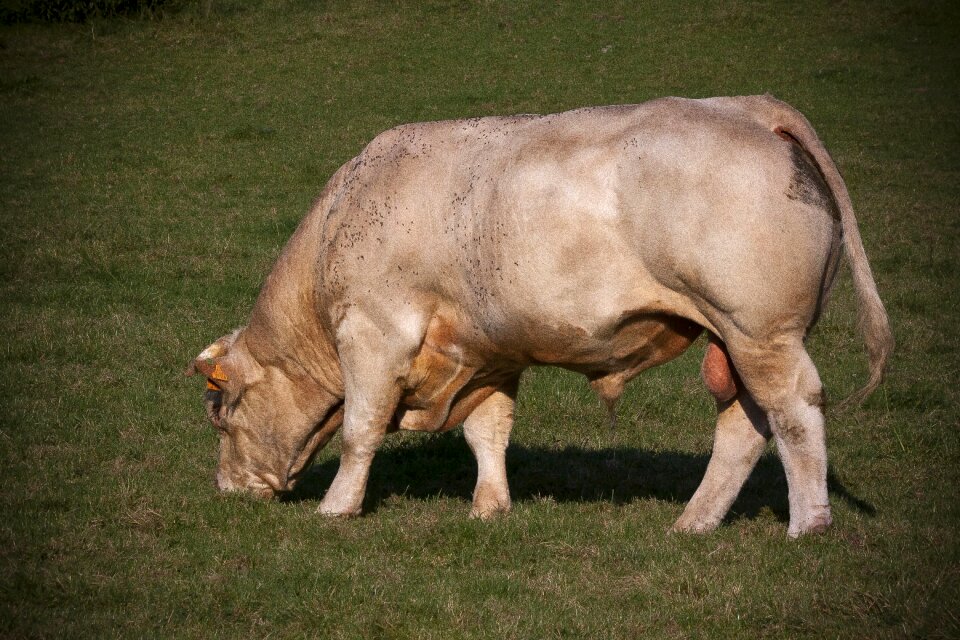 Cattle animal testicles