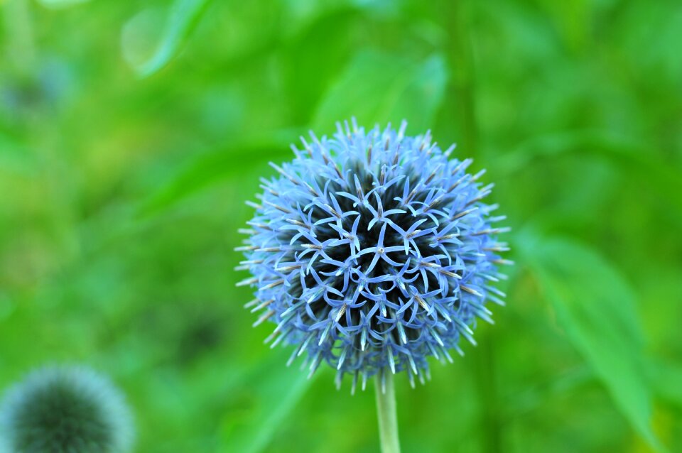 Blossom bloom flower