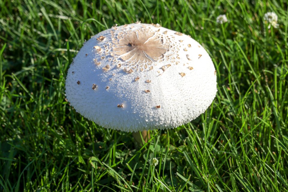 Fungus garden nature