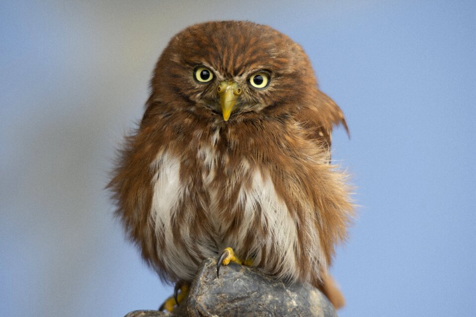 Wild animal raptor plumage