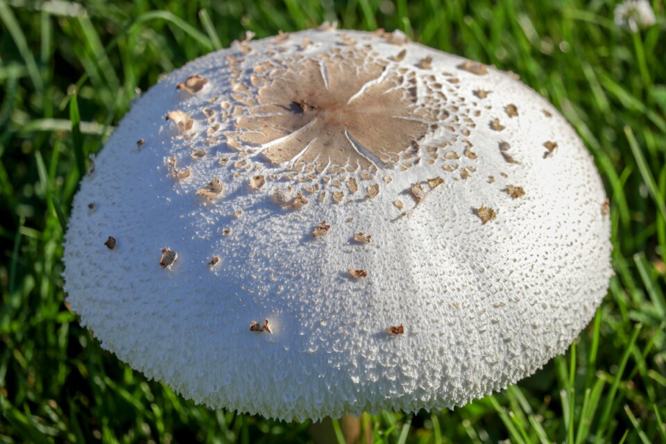 Fungus garden nature