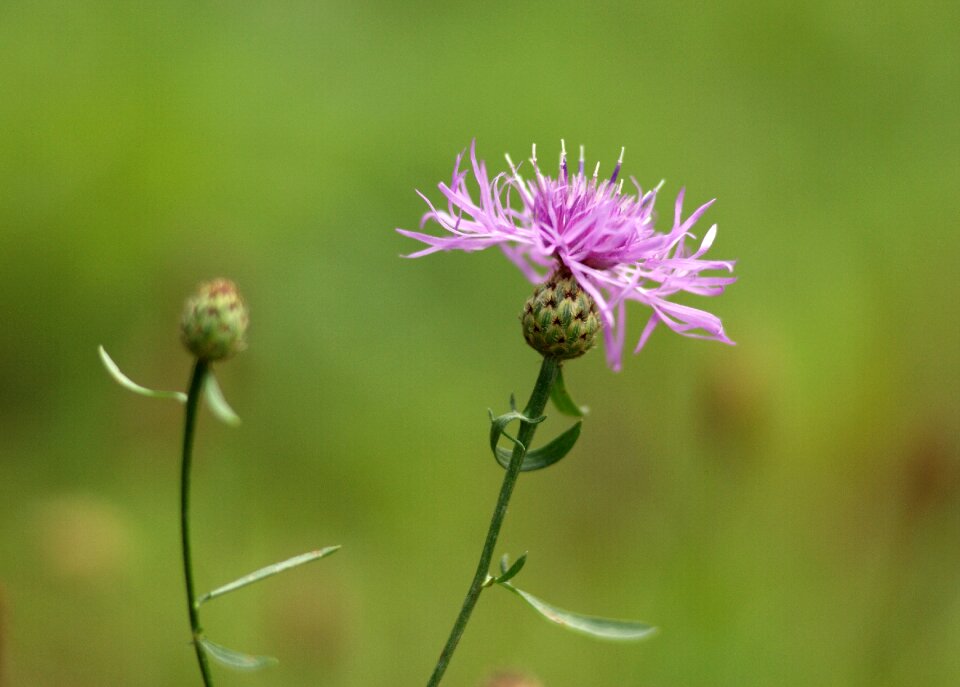Flower grasshopper nature