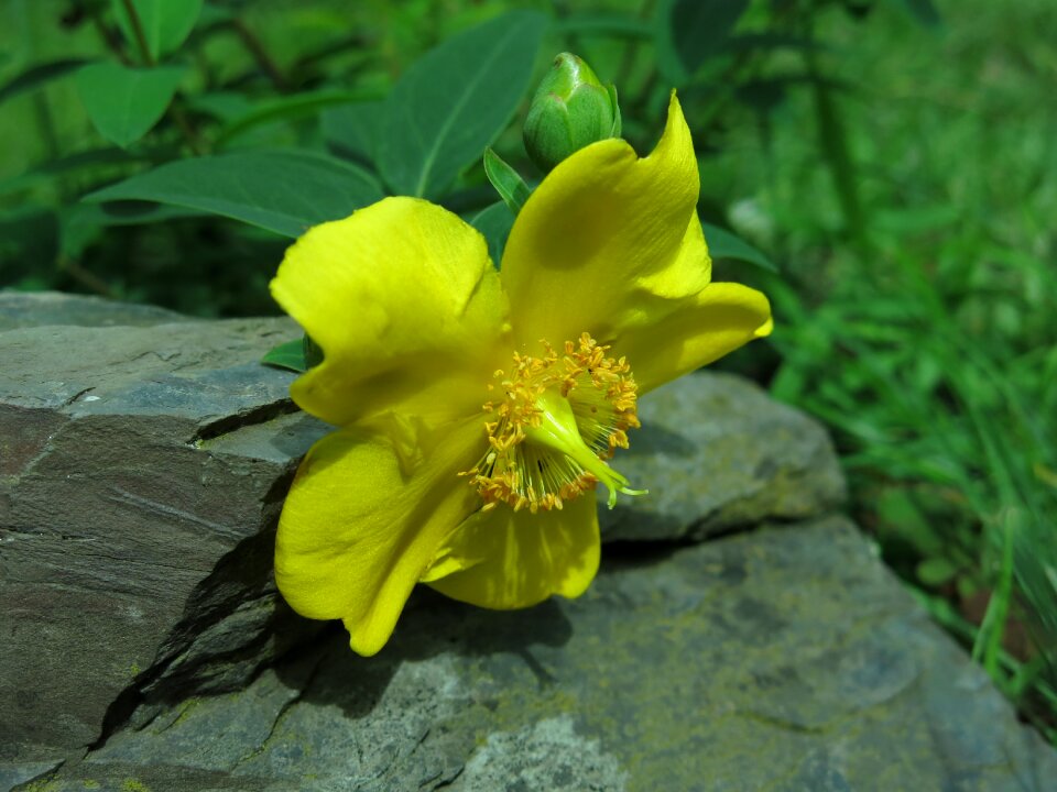 Nature close up yellow