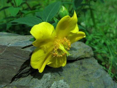 Nature close up yellow
