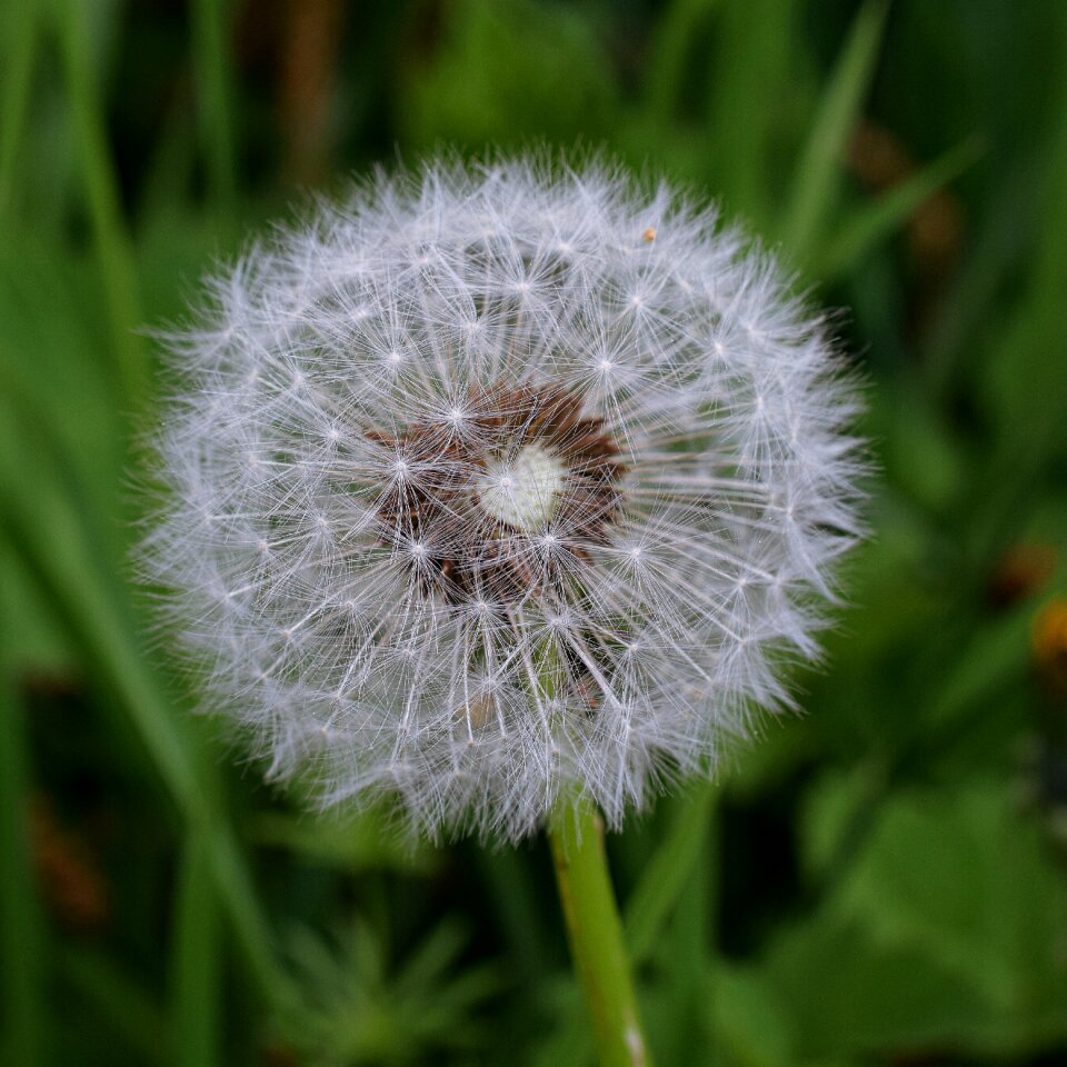 Flower head close up dandelion seeds