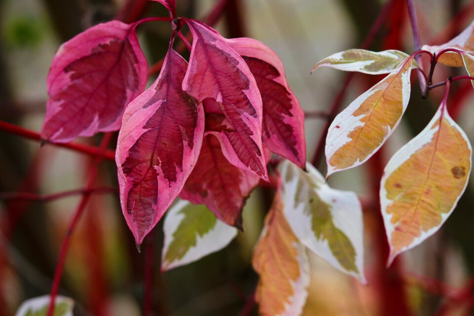 Red yellow green