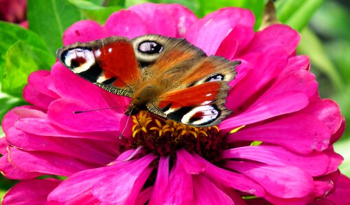 Macro nature summer