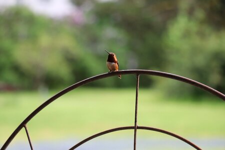 Summer humming cute