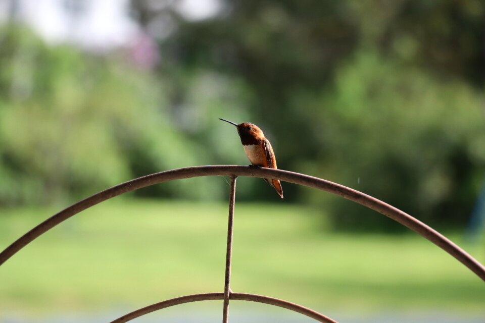 Cute hummingbird wildlife
