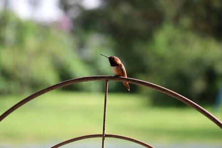 Cute hummingbird wildlife photo
