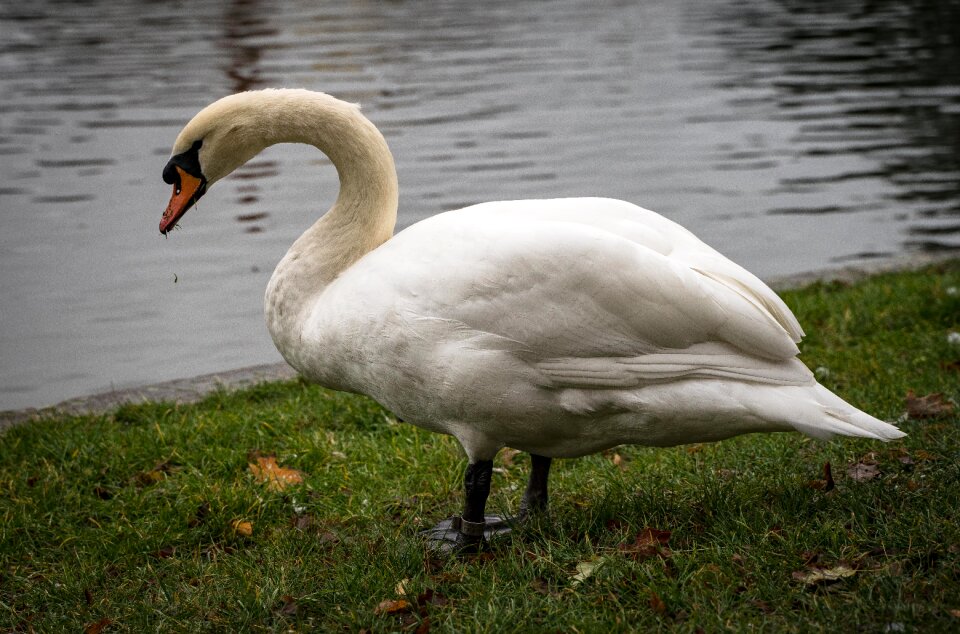Close up water bird animal