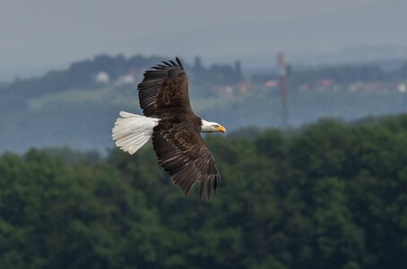 Raptor bald eagle wild bird