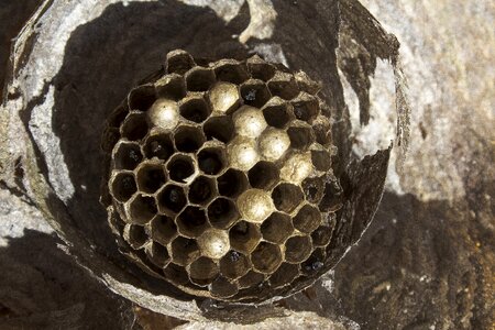 Nature wasps dwelling honeycomb structure photo