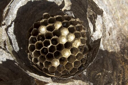 Nature wasps dwelling honeycomb structure
