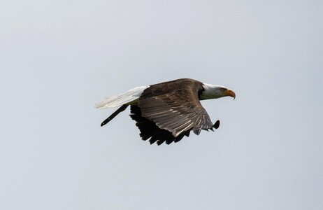 Raptor bald eagle wild bird