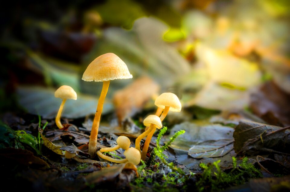 Forest woods nature