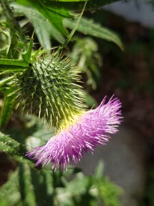 Purple spur thistle flower photo