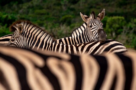 Savannah safari animal world photo