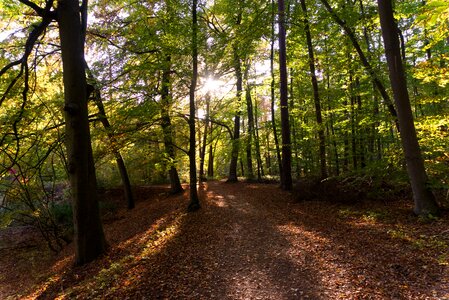 Forest path autumn leaves photo