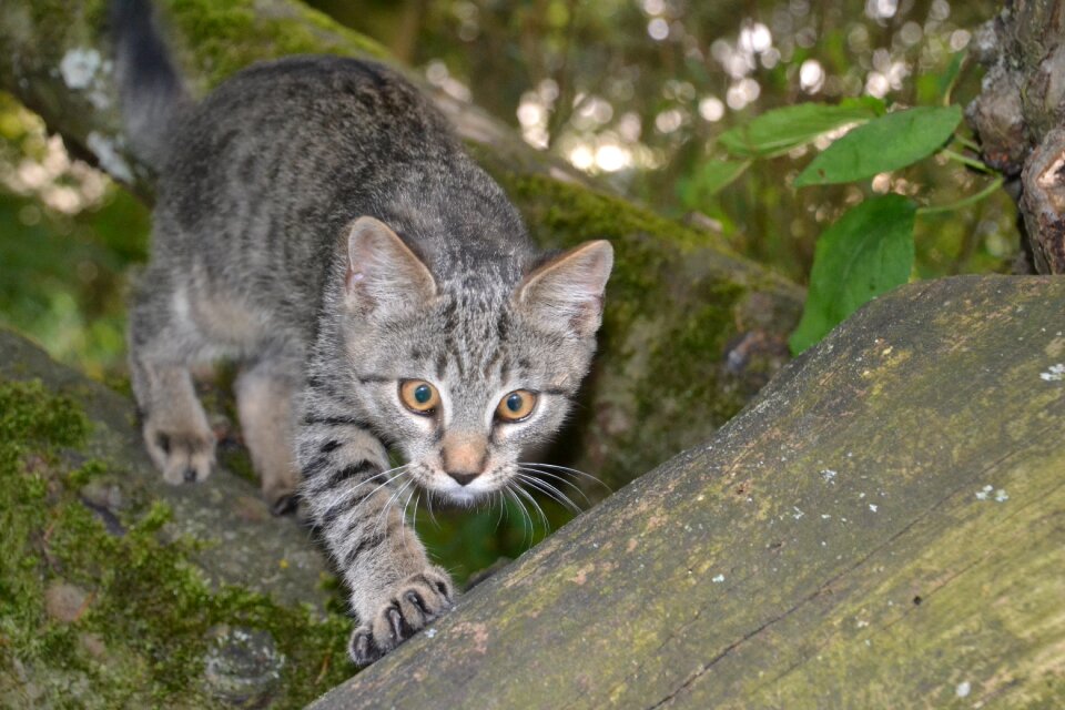 Pet domestic cat cat's eyes