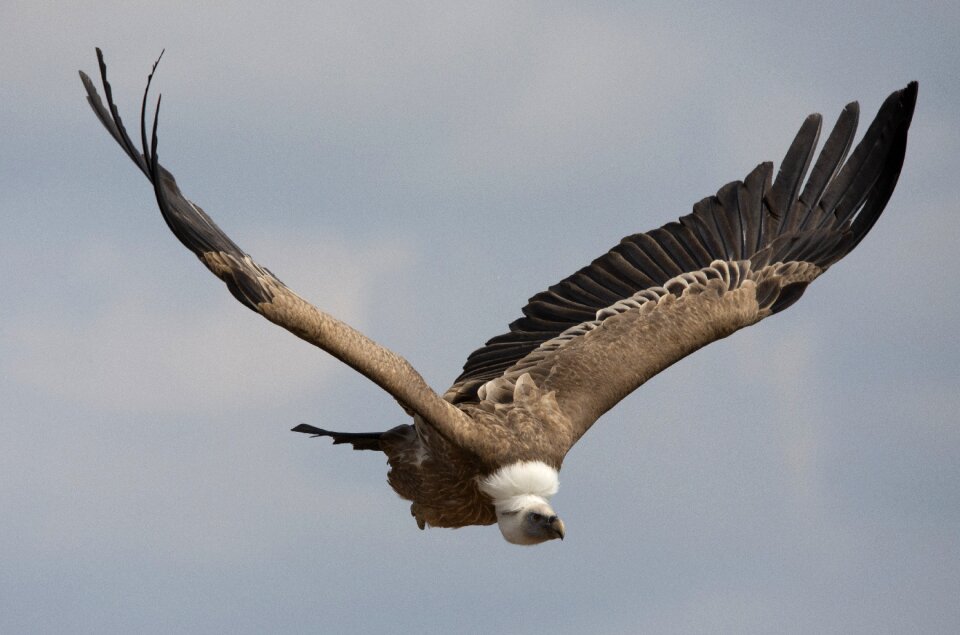 Wild bird pride majestic