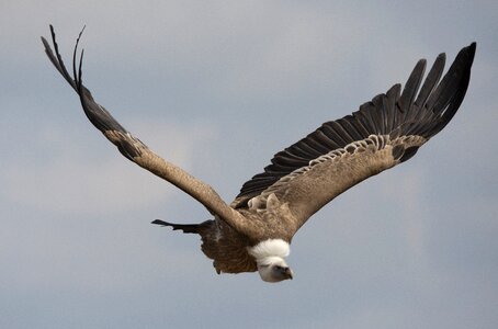 Wild bird pride majestic