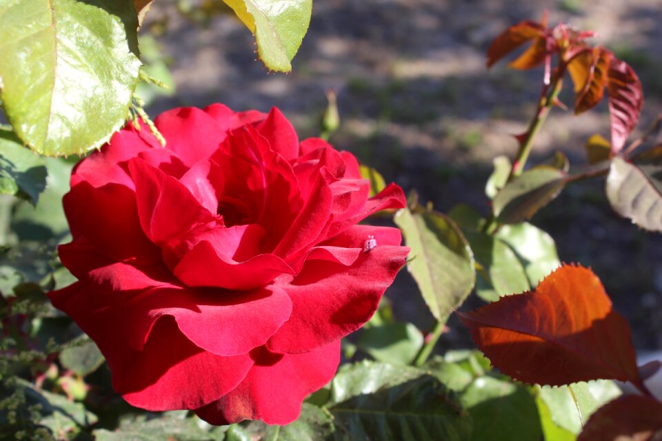 Red rose the leaves are roses