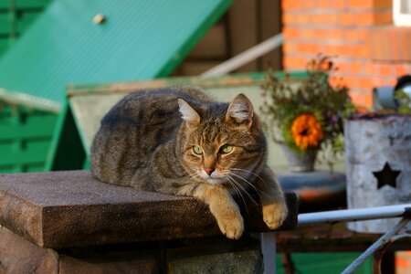 Nature animal world pet
