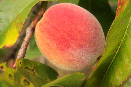 Fruit red sad